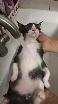 朋友在家帮猫洗澡,男子待在一旁看傻了眼,网友 别人家的猫真乖