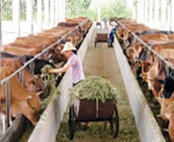 韶关肉牛养殖场,广州养牛场,梅州养殖肉牛 