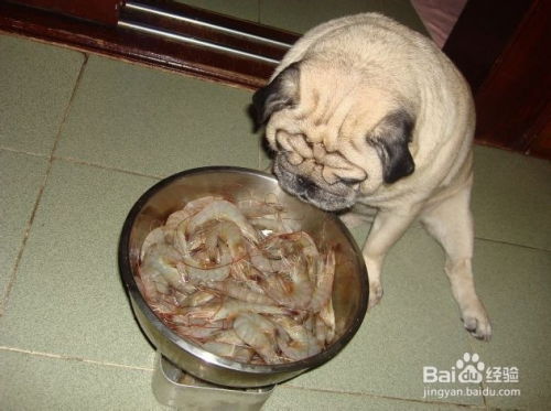狗狗能不能吃海鲜 