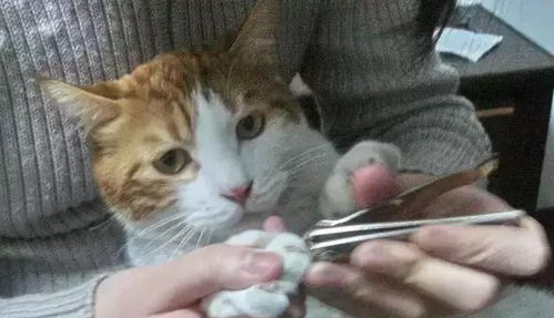 科瑞卡育宠 如何给猫咪剪指甲