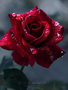 今天 99朵玫瑰 太漂亮了 送给群里每位朋友 