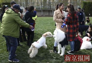 中国首届宠物 集体婚礼 亮相京城 