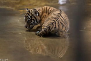 动物园新出生的四胞胎小老虎满月啦 萌照在此