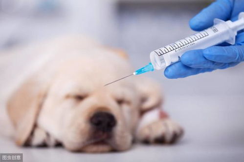 给狗狗打疫苗,不能忽略这些问题,不然纯属白打