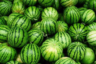 种西瓜的最佳季节 8月份种西瓜晚不晚