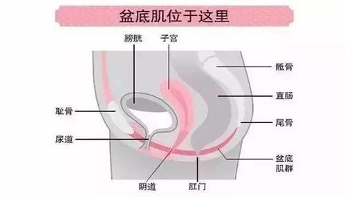 这几个方法帮您找到 神秘的盆底肌