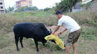 农村杀牛的时候,为什么牛会跪地流泪 看完一阵心酸