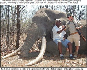 辛巴威 大象之王 象牙重55公斤 命丧无良德国猎人枪下