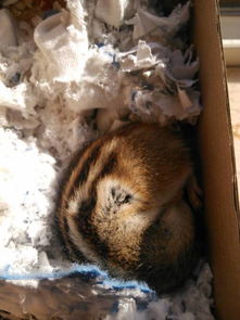 松鼠会冬眠吗 
