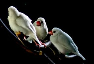 白文鸟与白珍珠鸟的区别 