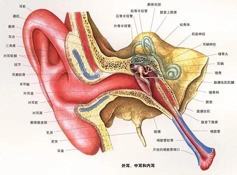 耳鸣不再烦,耳聋可听见