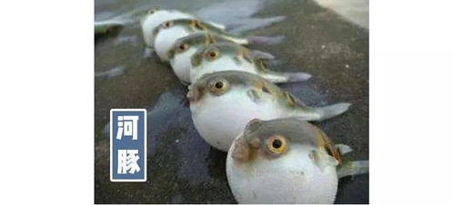紧急提醒 斗门人民注意这种鱼 广东已有2人中毒死亡