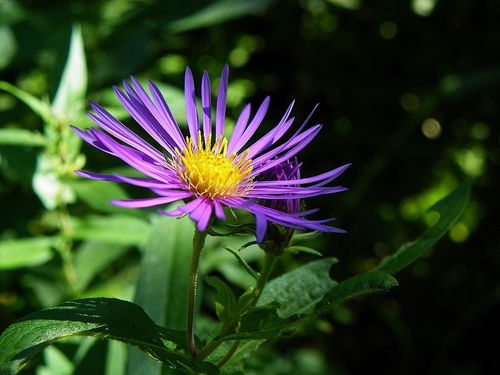 紫苑花与紫菀花区别,紫苑为什么叫还魂草？