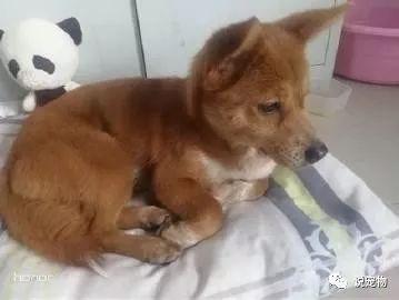 流浪狗被捡回家两天得知不是名犬,狠心再次丢在街上,再见面痛哭