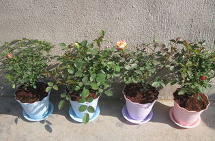 盆栽玫瑰花喜阴喜阳,买回来的玫瑰花是放在太阳底下，还是放在阴凉处？