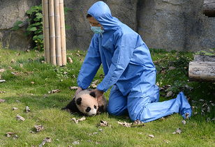 首只在沪出生的大熊猫花生 第一次出门活动 