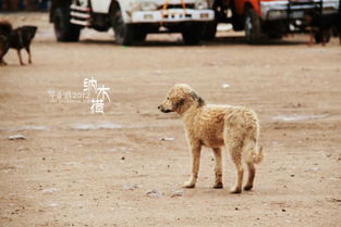 西藏的狗狗 最惬意的流浪生活