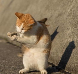 日本 猫奴 摄影师镜头下的野猫物语,分分钟迷晕爱猫人 