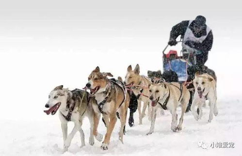 冰天雪地,强迫宠物狗去拉雪橇赚钱,这些狗狗真是太可怜了