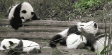 地球人究竟有多喜欢大熊猫