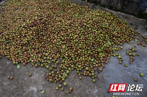 小时候上山摘茶籽的艰辛,现在的小孩都体会不到了吧