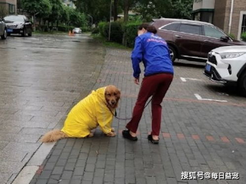 主人担心下大雨,想带金毛回家,狗狗坐地不愿走 我穿了雨衣