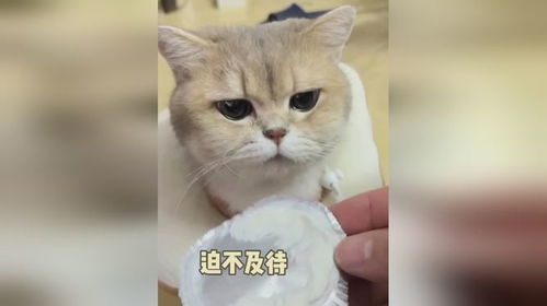 爱吃酸奶盖的猫咪