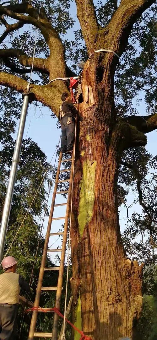 千年古树的年龄是怎么测出来的 如何给古树名木 治病 