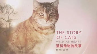 纪实 你有多爱猫 来看看这部关于猫的纪录片 