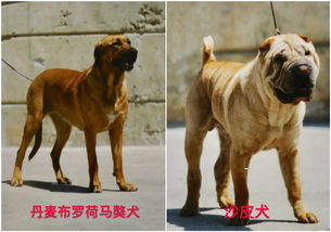 扩散 天津发布养犬新规 这些犬种禁养