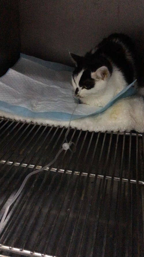 猫猫家庭寄养一死一病,怎么办 