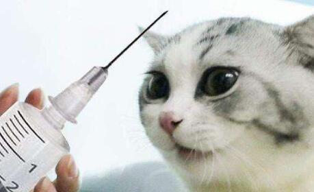 谨慎 猫咪注射 狂犬疫苗 的坏处,你还不知道吧