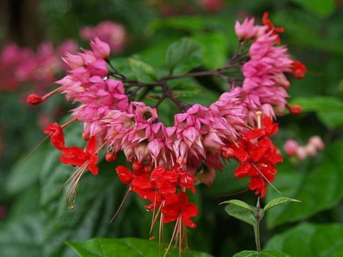 这花叫 龙吐珠 ,名字霸气开花成片,花蕊呈红色颜值高冬天好养