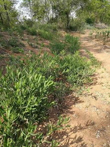 下完雨上山挖野菜,挖几棵回家自己种,不用买大棚野菜真新鲜