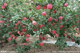 苹果拍照斜坡怎么弄好看，苹果树垂柳式啥角度修剪合适(苹果12拍照斜的)