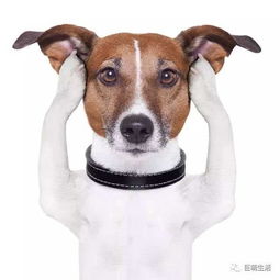 解读狗狗行为之 会表达情绪的耳朵