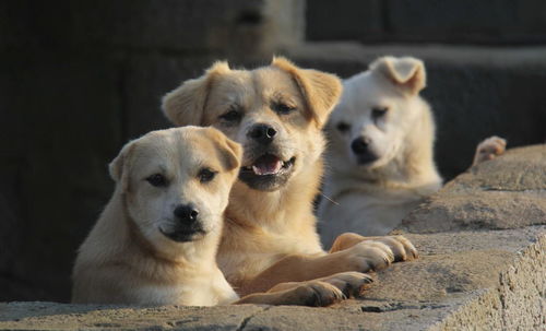 为什么放弃养狗 美国国家宠物委员会统计出来的10大理由