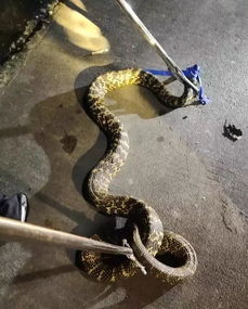 大蛇 夜跑 吓坏村民 男子在松山湖夜钓被毒蛇咬伤