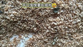 黄粉虫吃剩的料和虫粪再加点玉米粒喂鸡,小鸡们吃的都噎着了,帮忙拍拍