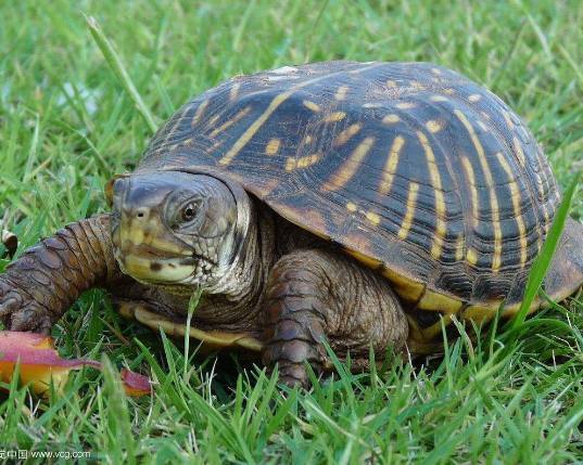 乌龟的寿命为什么这么长,它到底有什么长寿的秘诀 