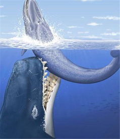 古代鲸鱼长什么样子,一开始被误认为 巨大海洋爬虫 