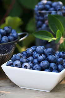 成都的初夏,你Pick哪一种蓝色 这些蓝莓基地了解一下 