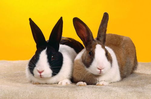 如果你家有属兔的人,4月份整家人都跟着沾光,别说我没告诉你