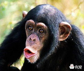 9种动物的智商大比拼,人类可能还拼不过猴子 