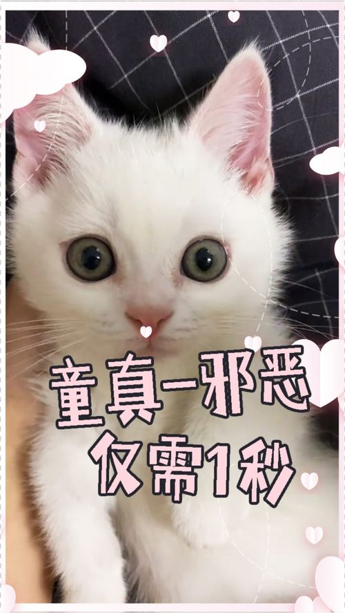 如何让小猫咪一秒生气,今天的小鱼干 1,因为你凶到我了 