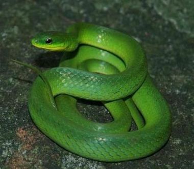 梦见绿色花纹蛇是什么意思 周公解梦 原版周公解梦大全 