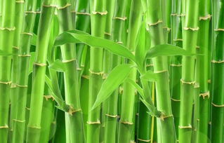 有关于竹子的诗句大全