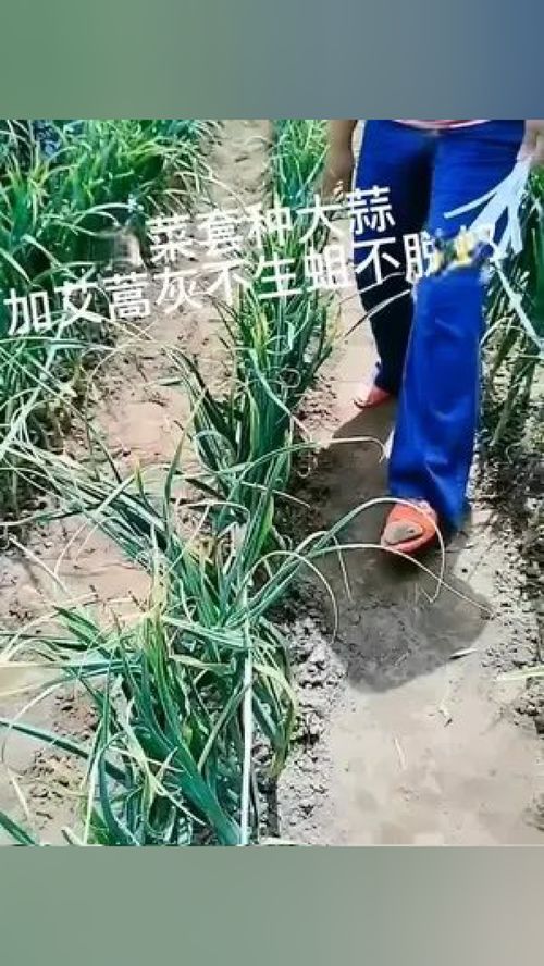 这样种白菜高效率,还不生蛆不胶邦 种植小技巧 种菜小技巧 