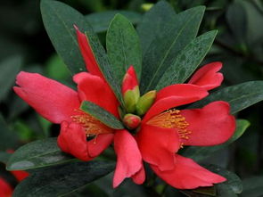 四季杜鹃红山茶一年开几次花？