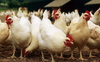 肉鸡养殖技巧及注意事项,冬季肉鸡养殖怎么才能少生病